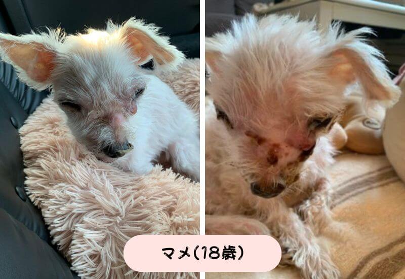 説明画像