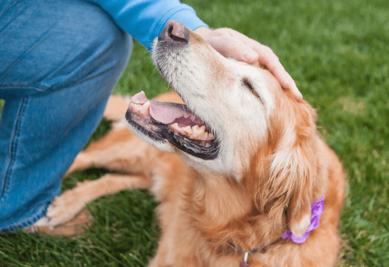 笑顔の老犬と飼い主の手