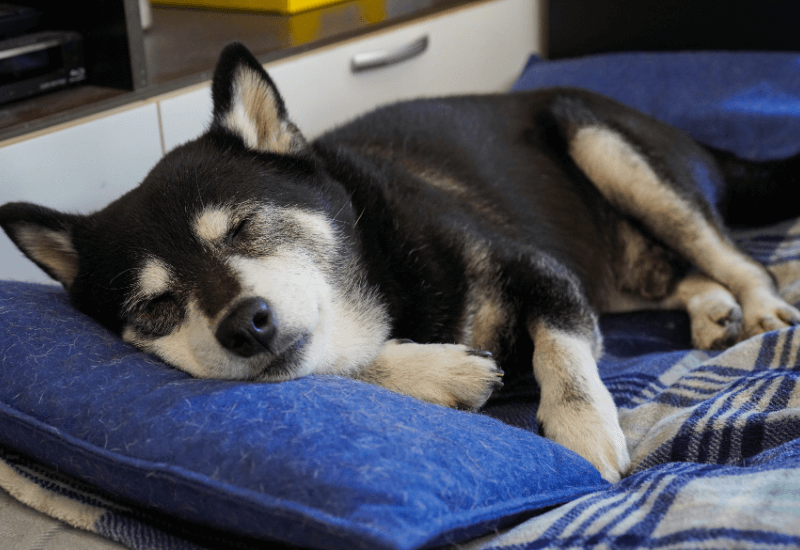 老犬の柴犬