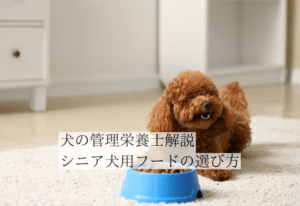 老犬のトイプードルとドッグフード