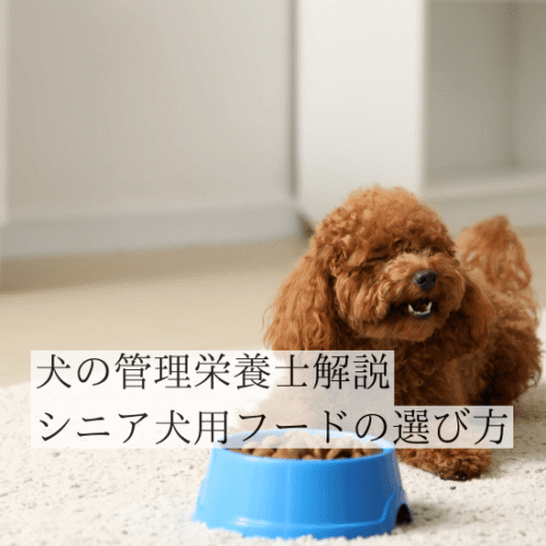 老犬のトイプードルとドッグフード