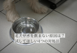 フードボウルと老犬