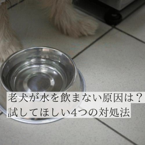 フードボウルと老犬