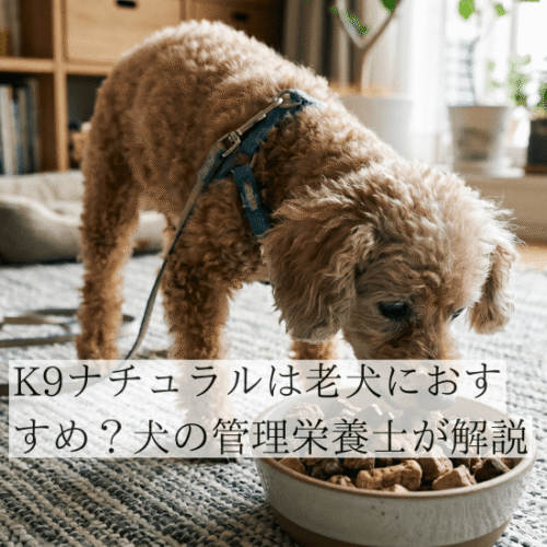 シニアのトイプードル