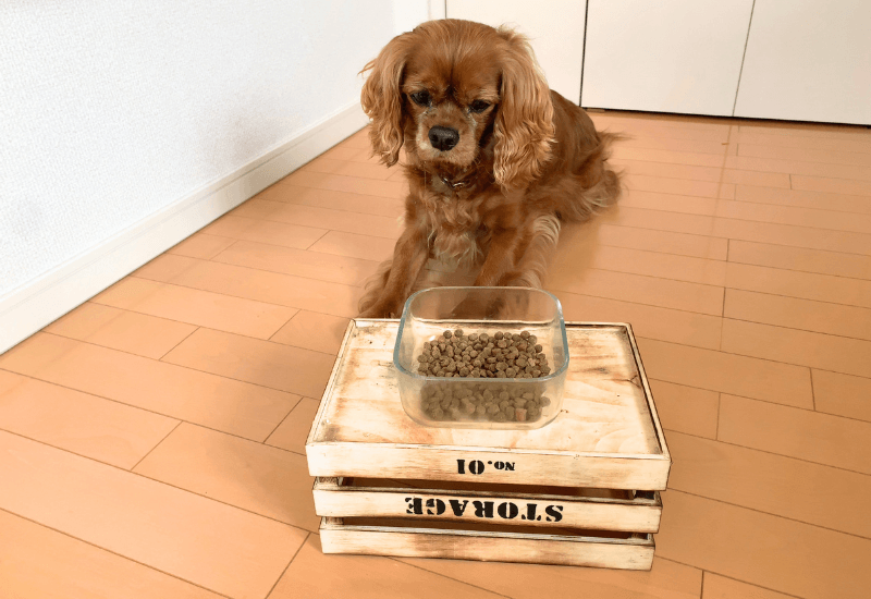 愛犬と100円ショップのボックスを餌台にした様子