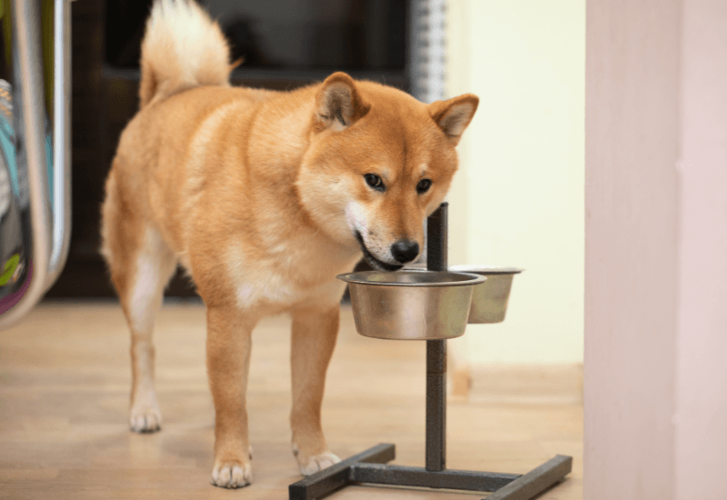 食事台からご飯を食べる柴犬