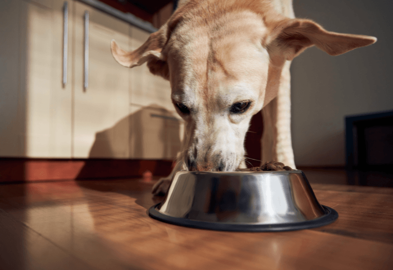 食べにくそうな老犬