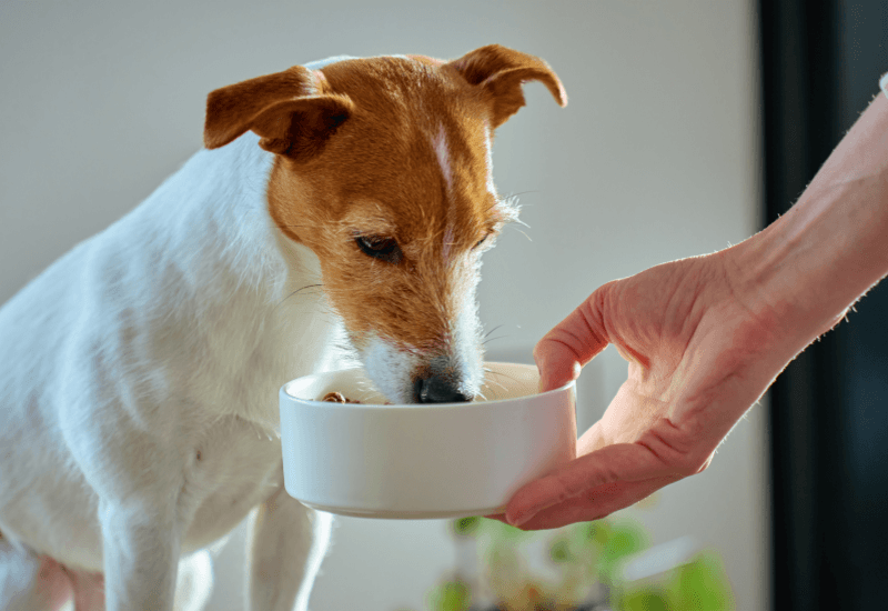 老犬のジャックラッセルテリア
