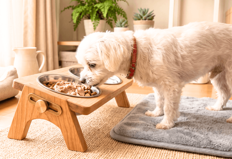 老犬のマルチーズと傾斜のある餌台 