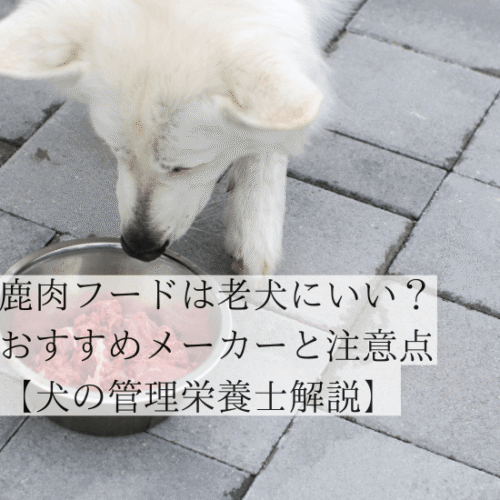 鹿肉ドッグフードを食べる老犬