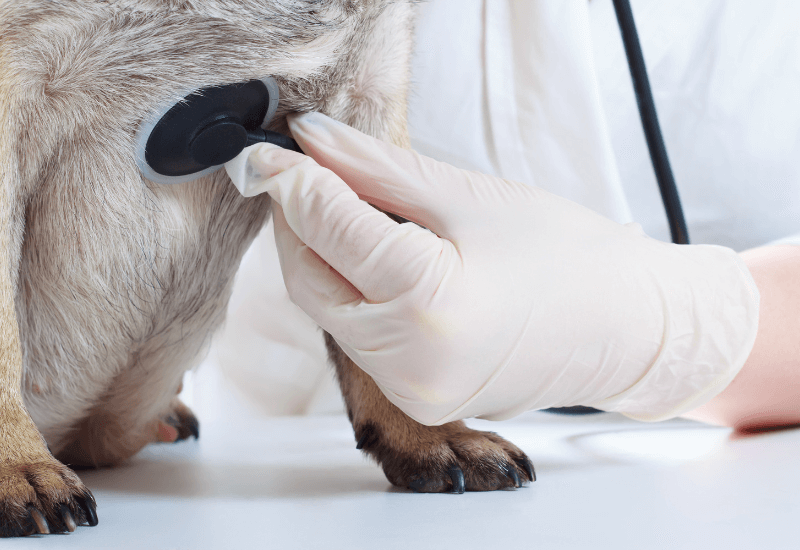 聴診される犬