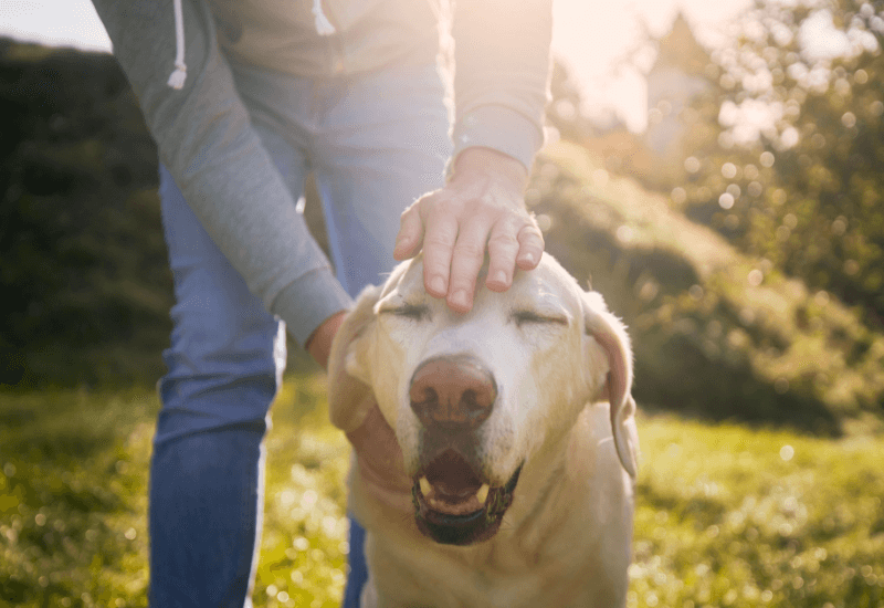笑顔の老犬と飼い主