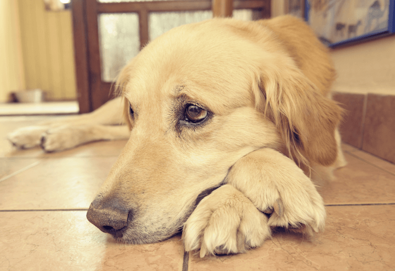 悲しい顔の老犬