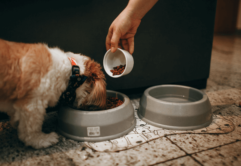 ドッグフードを食べる犬