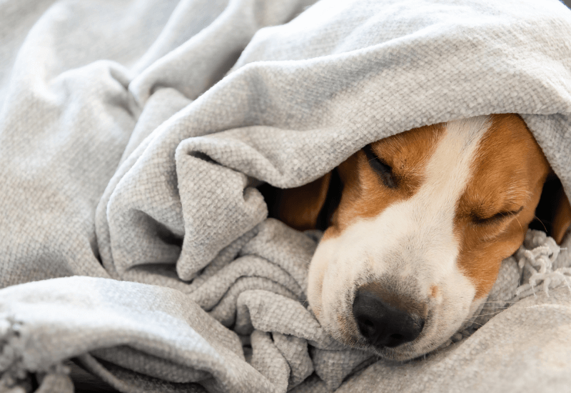 毛布にくるまる犬