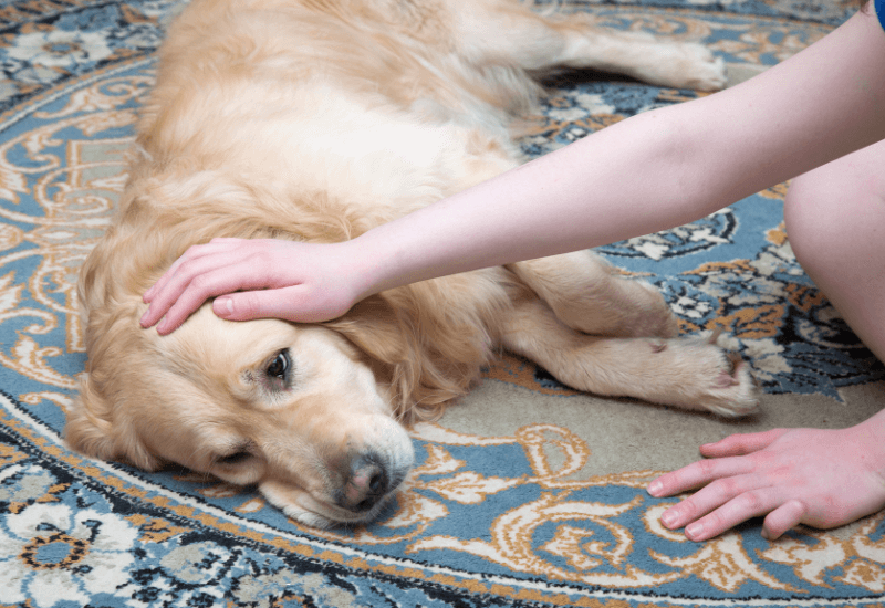 横になる犬と撫でる飼い主の手
