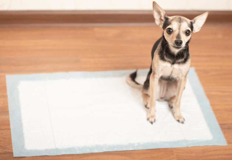 トイレシーツに座る老犬