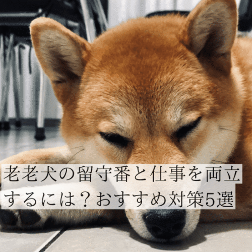 柴犬の老犬