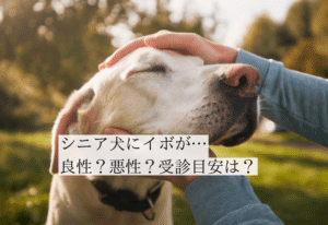 撫でられるシニア犬