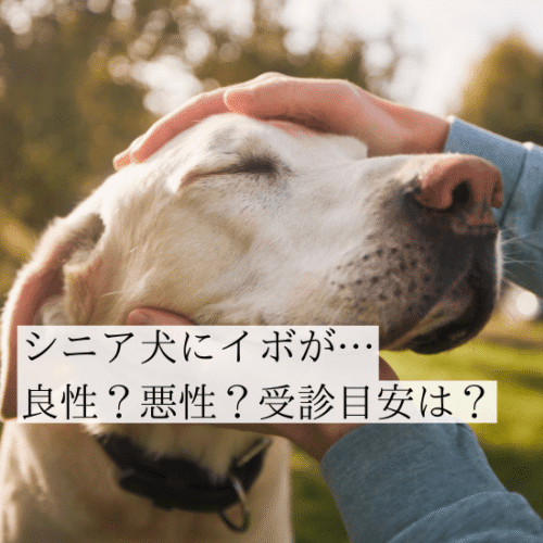 撫でられるシニア犬