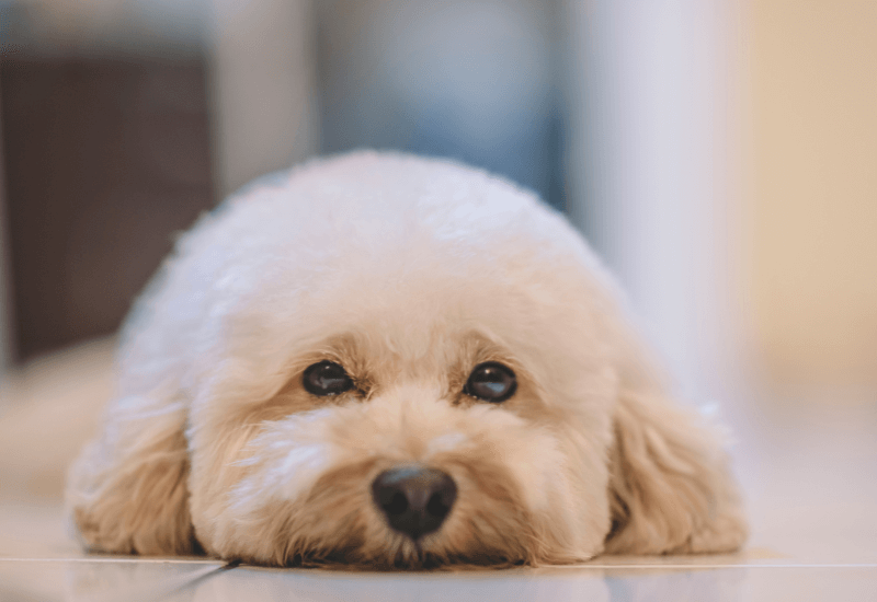 元気がないトイプードル