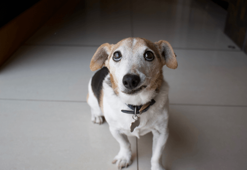 こちらを見上げる老犬