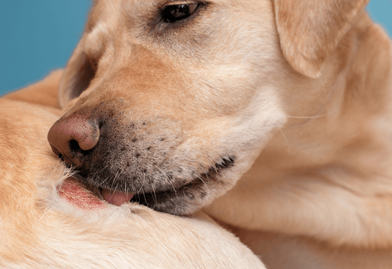 イボを舐める老犬