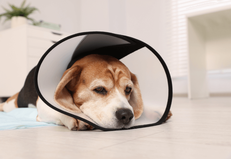 エリザベスカラーをする老犬