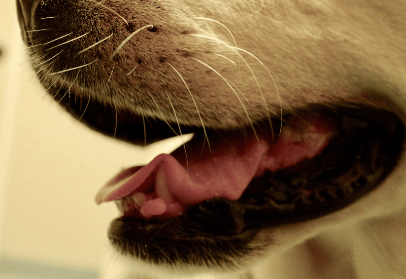 犬の口元