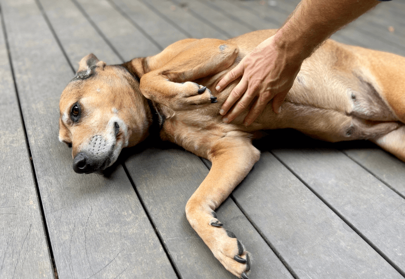老犬のお腹を撫でる飼い主の手