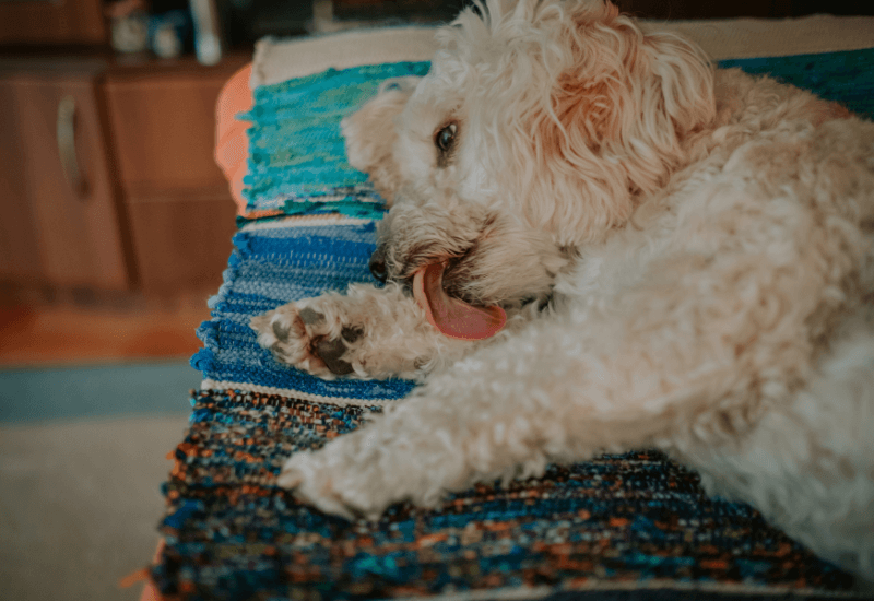 前足を舐める老犬