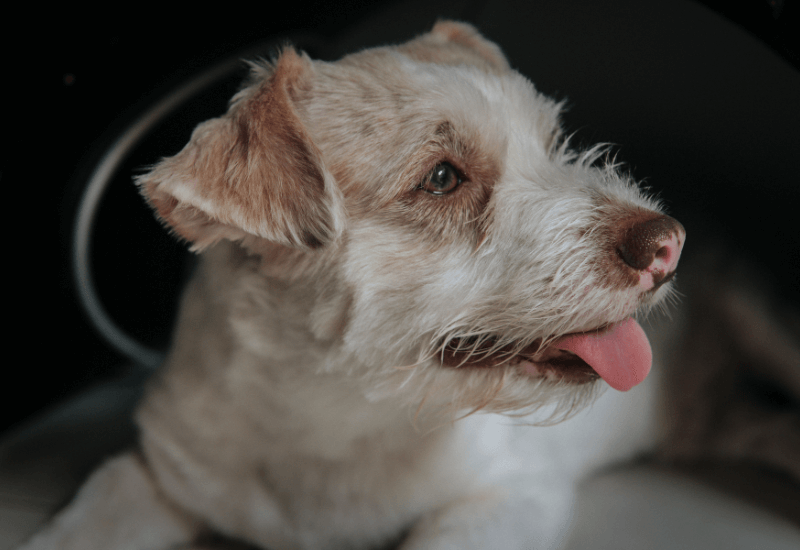 舌を出して呼吸する老犬
