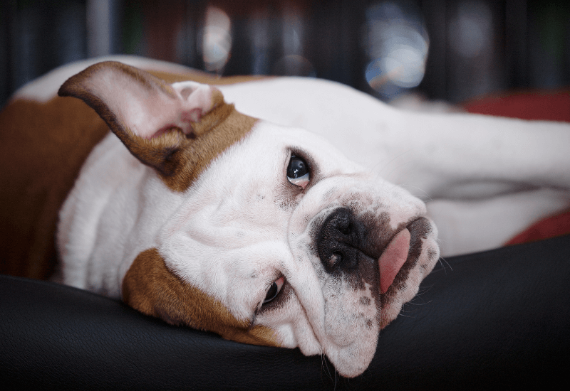 舌を出して横になる老犬
