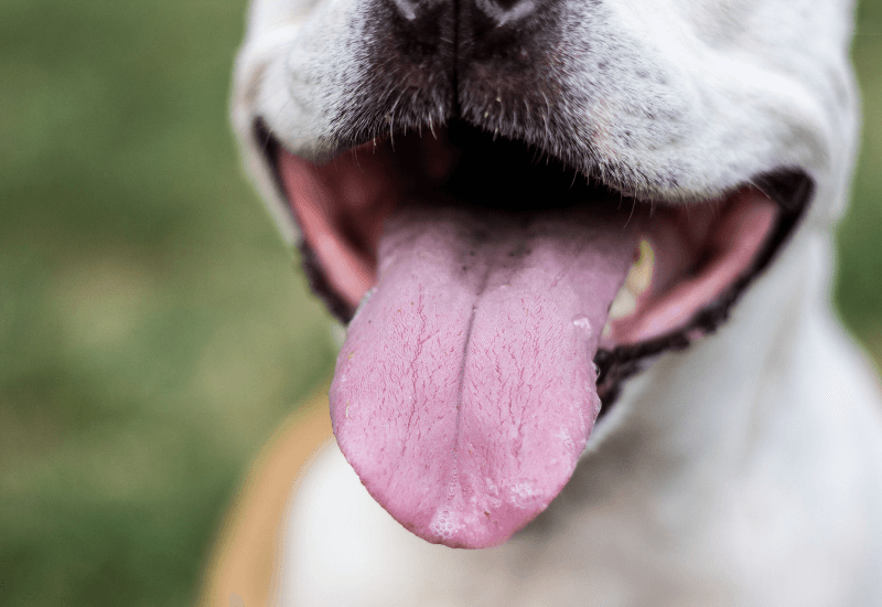 舌を出す　シニア犬