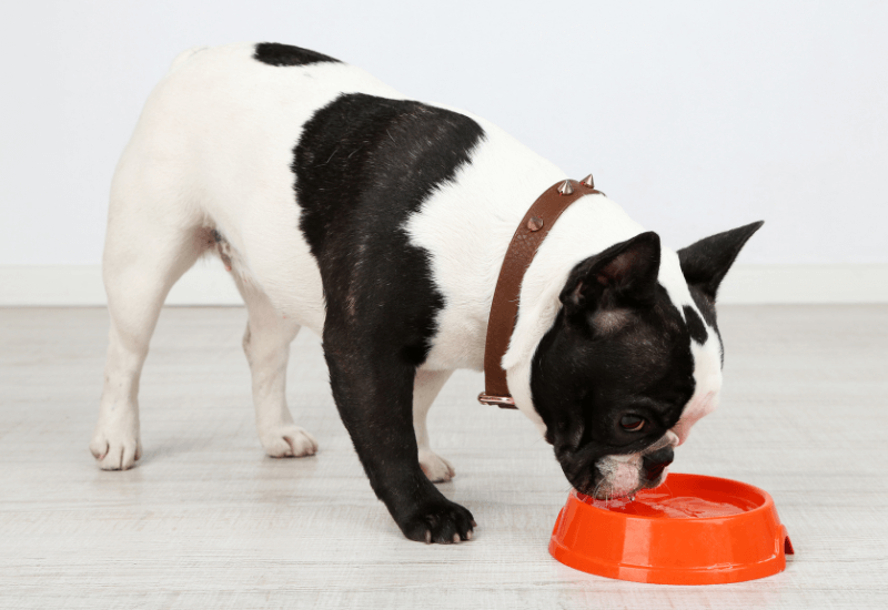 水を飲む 老犬