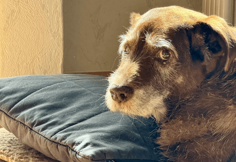 不安な顔の老犬
