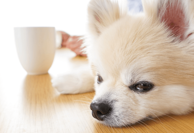 具合の悪そうな老犬