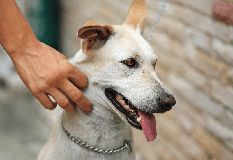犬の首元を触る飼い主の手