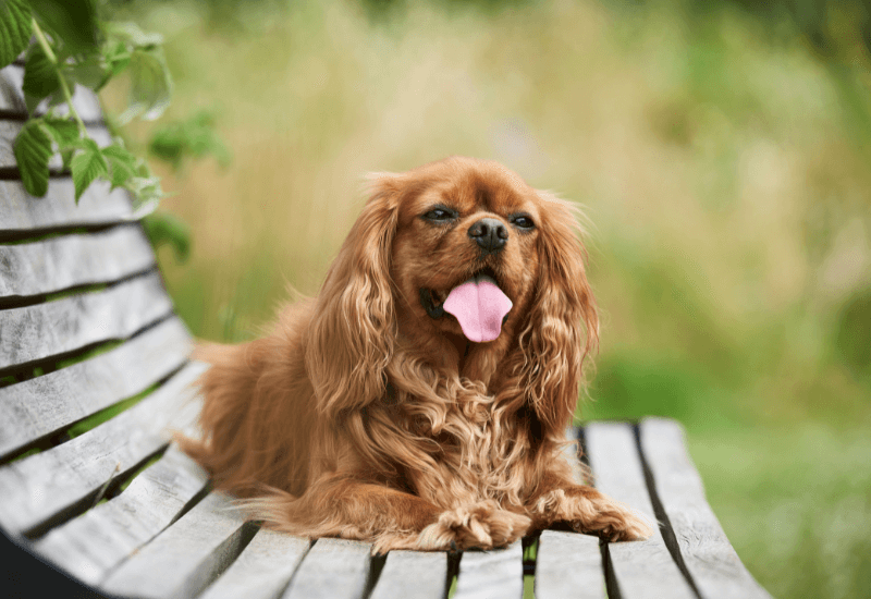 座ったまま口を開けて呼吸する老犬