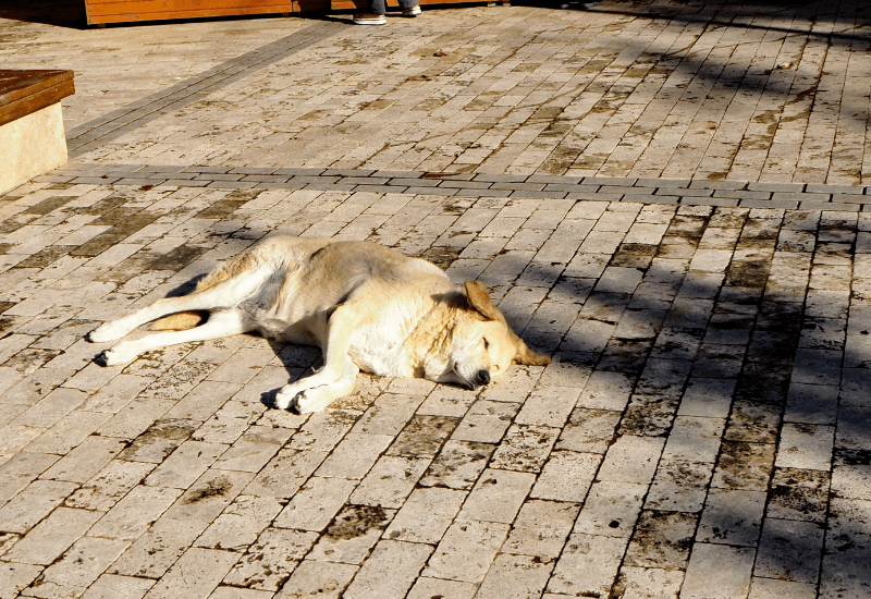 暑さで横たわる老犬