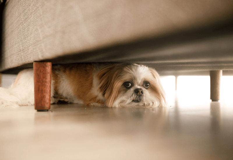 椅子の下で不安な様子の老犬