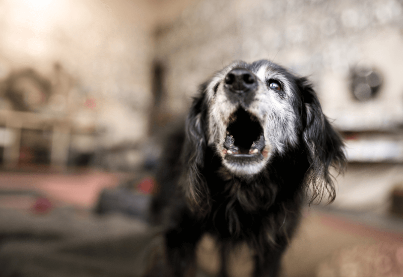 吠える老犬