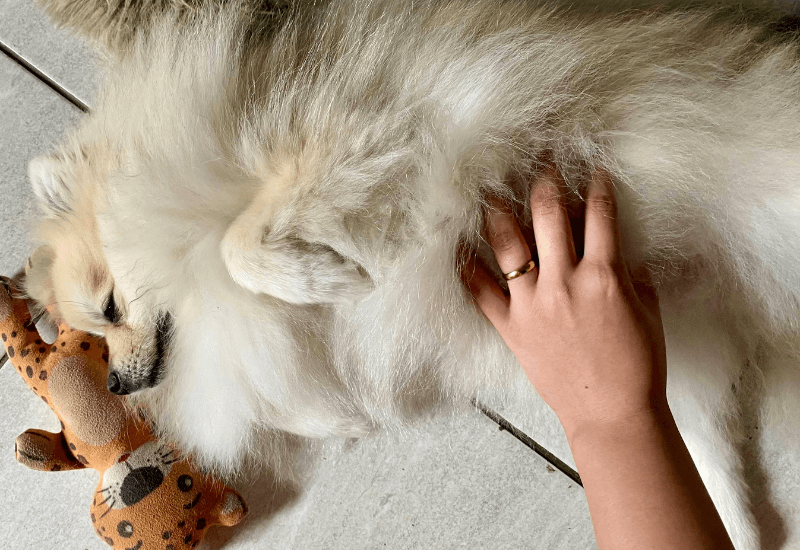 老犬のお腹を触る飼い主の手