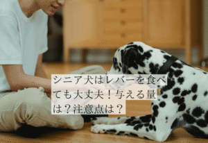レバーのおやつを食べるシニア犬