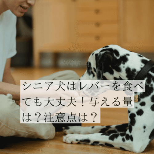 レバーのおやつを食べるシニア犬